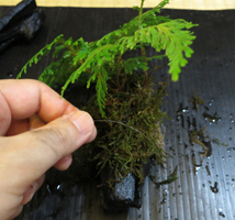 シダ植物を木炭に巻きつける　苔盆栽