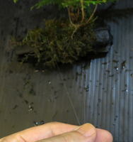 シダ植物を木炭に巻きつける　糸の結び方
