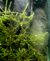 アクアテラリウムの作り方　藻が発生